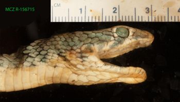 Media type: image;   Herpetology R-156715 Description: Specimen photo;  Aspect: head lateral right
